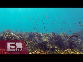 El arrecife de coral de Cabo Pulmo en riesgo/ Vianey Esquinca