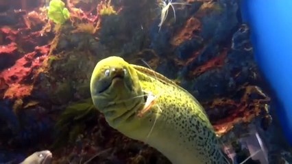 エビにエラを掃除されてむせるウツボ