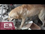 Muere perro rescatista al cumplir con su deber tras sismo en Ecuador / Paola Virrueta