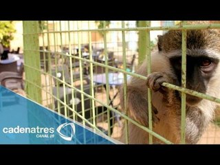 La web profunda, los caravaneros y el tráfico de especies en Internet en Semanal 28  17/11/14