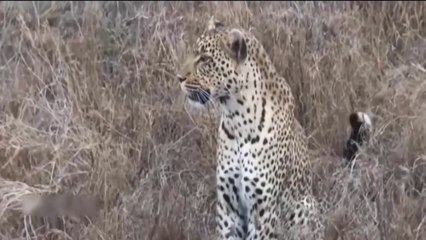 Herd Buffalo Tossing Cheetah Cheetah Jumped High To Catch Buffalo But Was Hit