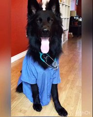 Dog dressed in Scrubs