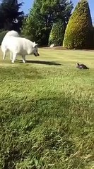 Dog freaks out when it notices the tortoise walking towards it