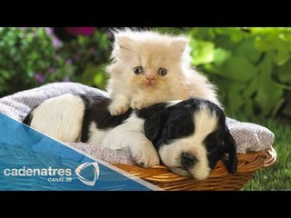 La muerte de las mascotas, sucesión en la SCJN y afectaciones en Guerrero en Semanal 28 15/12/14