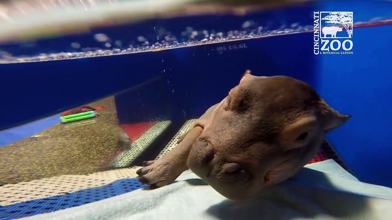 Latest Update on Fiona the Hippo  at Cincinnati Zoo & Botanical Garden