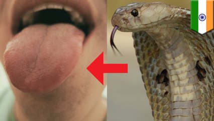 毒蛇ドラッグ⁉ コブラに舌を噛ませ、ハイになるインド人男性 - トモニュース