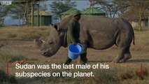 Last male northern white rhino dies in Kenya - BBC News