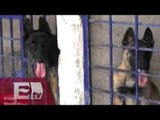 Indigna a Guanajuato la desnutrición de perros policía/ Vianey Esquinca