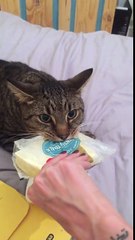 Greedy cat growls and won't let go of block of cheese