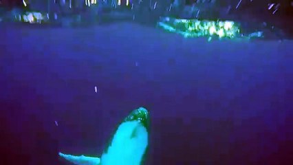 A man has filmed a humpback whale breaching the water just metres from a group of snorkelers in Tonga. Beau Pilgrim was on the Swimming with Gentle Giants tour
