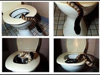 Mujer encuentra una culebra en su baño