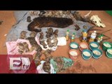 Descubren 40 cachorros de tigre muertos en templo budista de Tailandia/ Yazmín Jalil