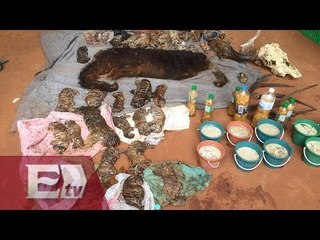 Descubren 40 cachorros de tigre muertos en templo budista de Tailandia/ Yazmín Jalil