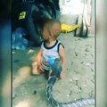 En Asie, ce petit garçon joue avec un cobra très dangereux