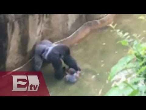 Sacrifican a gorila en Cincinnati para salvar a niño / Francisco Zea
