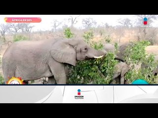 ¿Sabías que los elefantes lloran y tienen una gran memoria? | Sale el Sol