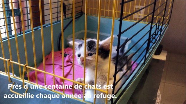 L'association de défense des animaux de Saint-Chamond ouvre ses portes ce week-end