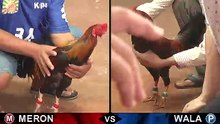 Đá gà thomo mới nhất 2018 ngày 05/102018 - Video 7
