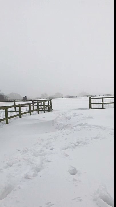 Horse runs and dives in to a snow drift
