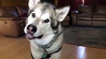 Husky howls and barks for a Brussels sprout