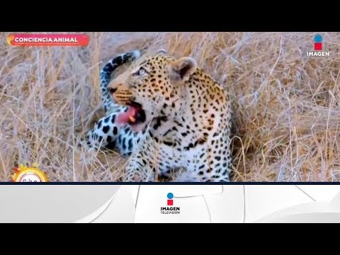 ¿Sabías que los leopardos pasan mucho tiempo arriba de los árboles? | Sale el Sol