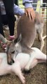 Kangaroo freaks out when its mate the pig falls asleep and makes sure hes ok