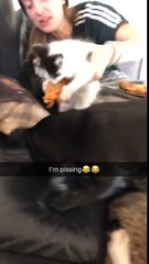 Kitten doesn't want to release the slice of pizza