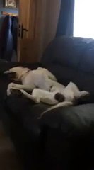 Labrador asleep on the sofa dances along to the music