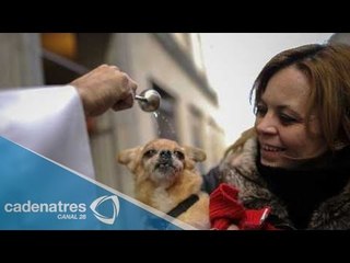 Bendicen a animales por día de San Antonio Abad
