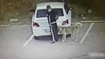 Köpek Hırsızlığı Güvenlik Kamerasına Yansıdı
