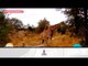 ¿Sabías que la lengua de las jirafas puede medir hasta 50 cm? | Sale el Sol