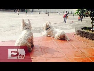 Videovigilarán a quienes no recojan heces de perros en la CDMX / Yazmín Jalil