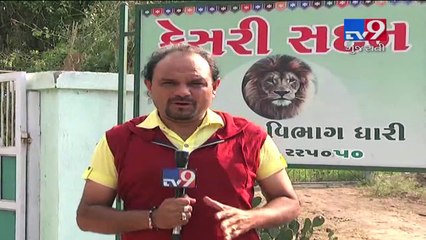 Railway track without fencing becomes YAMRAJ for Asiatic lions, Amreli