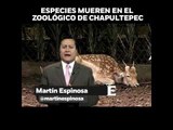 'Negligencia en administración pública derivan en muerte de gorila Bantú' opinión de Martín Espinosa