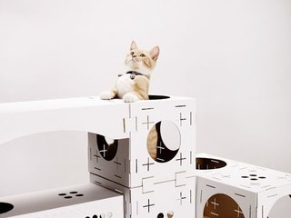 Poopy Cat Blocks, el mejor entretenimiento para gatos