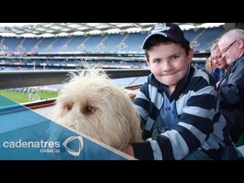 Perroterapia, una solución para controlar las emociones