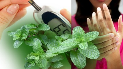 Tulsi Leaves for Diabetes: डायबिटीज को कंट्रोल करने में काम आती है तुलसी | Boldsky