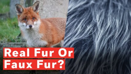 Faux Or Real Fur: Can You Spot The Difference?