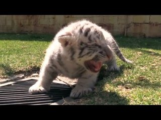 Nace en Puebla un tigre de bengala blanco