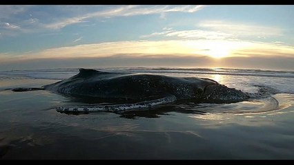 شاهد: عملية إنقاذ لحوت جنح على شاطئ في الأرجنتين