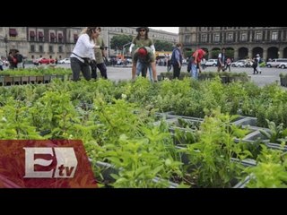 Instalan huerto urbano en el Zócalo Capitalino / Paola Barquet