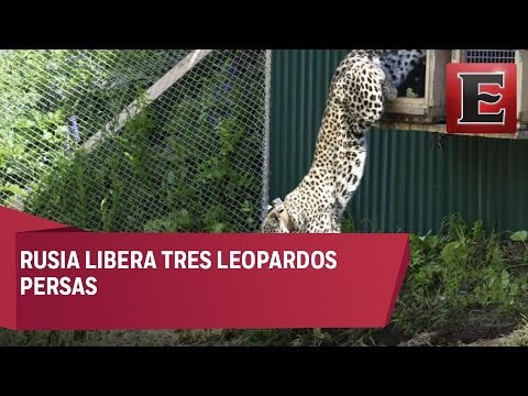 Liberan tres leopardo persas en Rusia