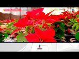 ¡La flor símbolo de la Navidad es originaria de Guerrero y se exporta al mundo! | Sale el Sol