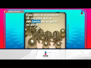 ¡Los conductores presentan sus videos virales favoritos! | Sale el Sol