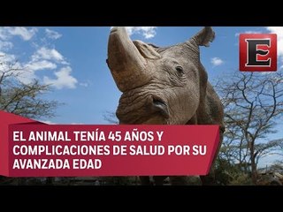Fallece en Kenia el último ejemplar de rinoceronte blanco del norte