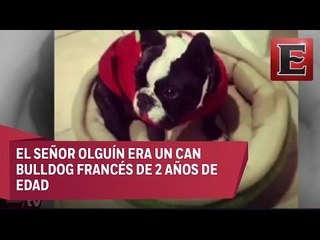 Lleva a bañar a su perro a Petco y se lo entregan muerto