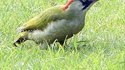 PIC VERT SE NOURRISSANT