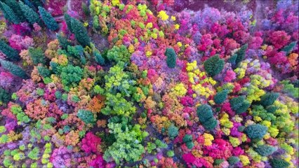 Les splendides couleurs de l'automne captées par un drone