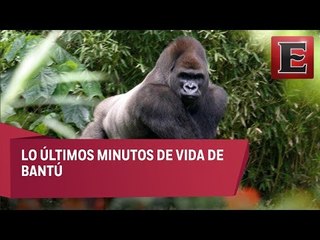 Crónica del "accidente" que dejó sin vida al gorila Bantú