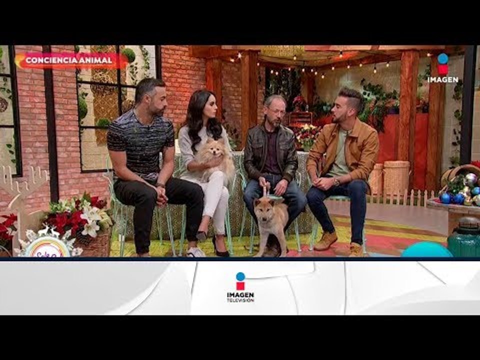 ¿Cómo cuidar a tus mascotas en esta temporada? | Sale el Sol
